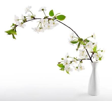 포토 JPG 해외이미지 나무 식물 계절 꽃잎 꽃 줄기 분홍색 백그라운드 잎 자연 사람없음 일본 꽃병 봄 벚꽃 흰색 나뭇가지 개화 체리 사과 동쪽 고립 꽃수술 해외202004 해외포토 아시아 컬러 과일 방향 생태계 파일형식 이미지허브