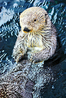 포토 JPG 해외이미지 동물 디자인 옷 공원 문화 호수 파도 포유류 자연 노동자 털 사람없음 물 강 반사 갈색 환경 수영 젖음 코트 연못 엔지니어 원주민 보호 설치류 숲 작음 댐 피부 바쁨 귀 방수 비버 전국 효율 해외202004 해외포토 자연요소 직업 공공시설 바다 컬러 컨셉 신체부위 외투 수상스포츠 기술자 아프리카인 크기 생태계 파일형식 이미지허브