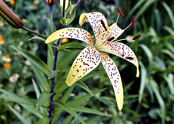 포토 JPG 해외이미지 식물 꽃잎 줄기 꽃무늬 자연 사람없음 야외 초록색 햇빛 노란색 머리 정원 맑음 활발 시골 신선 점 개화 호랑이 황금 우아함 묘사 원예 열정 문학 꽃가루 강렬 꽃수술 해외202004 해외포토 꽃 감정 컬러 컨셉 무늬 포유류 날씨 취미 신체부위 태양 가루 생태계 파일형식 이미지허브