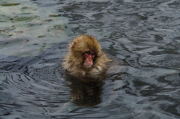 포토 JPG 해외이미지 나무 동물 공원 얼굴 야생동물 분홍색 조각 겨울 포유류 털 사람 사람없음 갈색 걷기 일본 얼음 봄 산책 추위 원숭이 표현 관찰 뜨거움 호기심 오르기 유인원 폭설 해외202004 해외포토 자연요소 식물 계절 공공시설 감정 아시아 컬러 컨셉 모션 휴식 눈_날씨 신체부위 자연재해 파일형식 이미지허브
