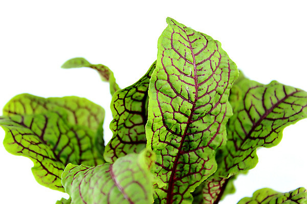 포토 JPG 해외이미지 식물 음식 백그라운드 잎 다이어트 재료 자연 건강 요리 사람없음 초록색 주방 정원 식사 샐러드 성장 흰색 신선 양념 맛 냄비 먹기 허브 향신료 준비 유기농 날것 아로마 향료 향 내추럴 고립 해외202004 해외포토 웰빙 컬러 컨셉 모션 솥 생태계 향기 냄새 향미료 파일형식 이미지허브