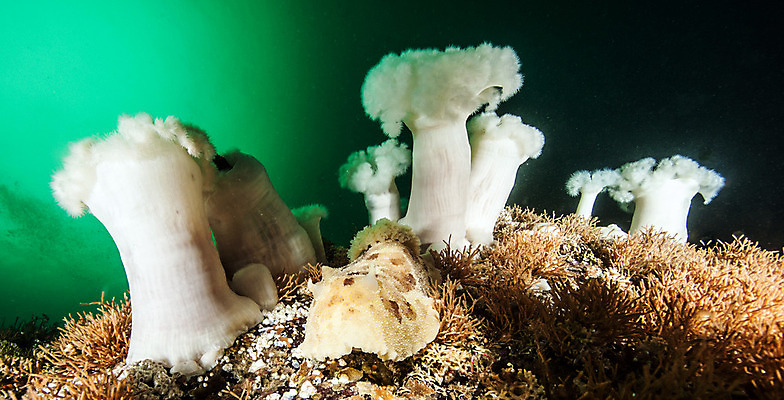 포토 JPG 해외이미지 라이프스타일 스포츠 바다 여행 백그라운드 캐나다 자연 표면 휴가 어류 가면 사람 사람없음 물 여름 파란색 햇빛 수중 수영 시간 스노클링 산호 아래 다이빙 암초 깊이 벤쿠버 해외202004 해외포토 자연요소 계절 컬러 북아메리카 생활 태양 수중동물 수상스포츠 자포동물 방향 생태계 위치 수중스포츠 파일형식 이미지허브