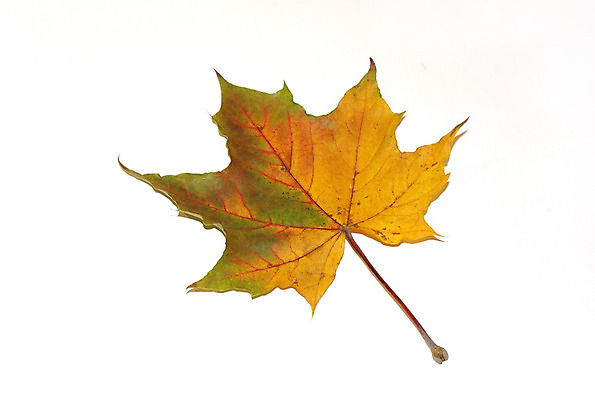 포토 JPG 해외이미지 식물 계절 길 백그라운드 단풍 잎 오렌지 자연 사람없음 장식 빨간색 초록색 노란색 활발 가을 흰색 닫기 자르기 심볼 오브젝트 10월 고립 플라타너스 해외202004 해외포토 나무 컬러 컨셉 과일 모션 날짜 생태계 파일형식 이미지허브