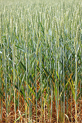 포토 JPG 해외이미지 식물 계절 음식 잎 밭 농업 자연 하늘 건강 풍경 사람없음 초록색 여름 농경지 노란색 봄 수확 성장 시골 낟알 땅 시리얼 밀 질감 보리 장면 밀짚 내추럴 호밀 세련 해외202004 해외포토 산업 컬러 곡류 농장 짚 생태계 파일형식 이미지허브