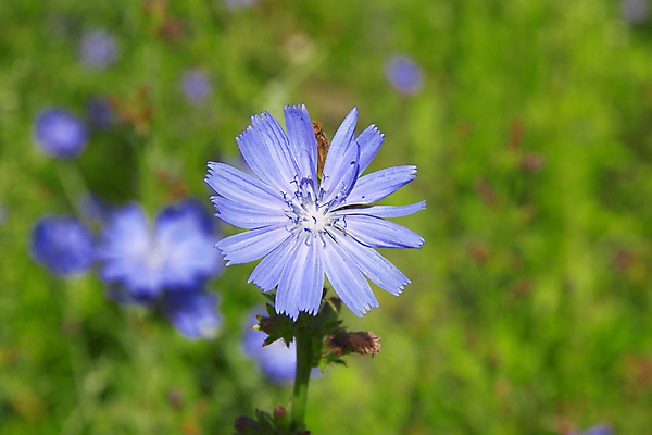 포토 JPG 해외이미지 식물 계절 꽃잎 꽃 줄기 분홍색 꽃다발 백그라운드 잎 밭 자연 풍경 잔디 사람없음 야외 초록색 여름 파란색 햇빛 노란색 머리 보라색 봄 활발 성장 벚꽃 시골 개화 그룹 오브젝트 장면 강렬 치커리 해외202004 해외포토 컬러 컨셉 농업 채소 신체부위 태양 생태계 파일형식 이미지허브