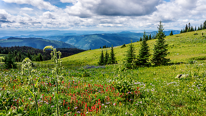 포토 JPG 해외이미지 나무 구름 꽃 캐나다 자국 자연 하늘 산 풍경 경사 사람없음 옆모습 빨간색 초록색 여름 파란색 컬러풀 맑음 페인트 하이킹 흰색 붓 개화 숲 인도인 언덕 페인트붓 장면 상록수 절정 해외202004 해외포토 자연요소 외국인 식물 계절 뷰포인트 컬러 북아메리카 레저 날씨 동양인 생태계 파일형식 이미지허브