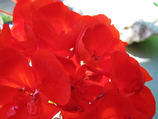 포토 JPG 해외이미지 식물 동물 열매 꽃 분홍색 곤충 과일 자연 사람없음 빨간색 초록색 파란색 노란색 보라색 봄 체리 해외202004 해외포토 계절 컬러 생태계 파일형식 이미지허브