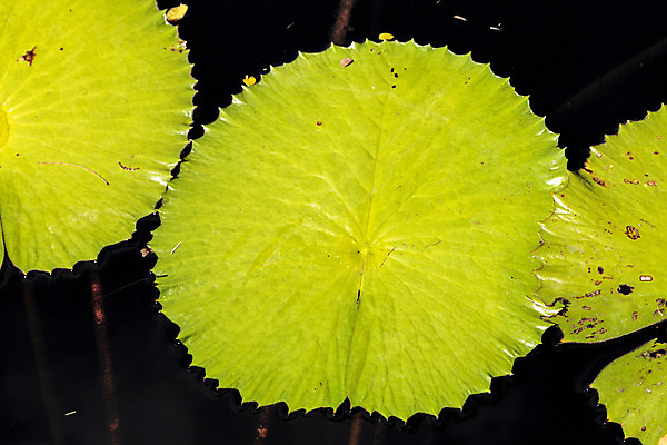 포토 JPG 해외이미지 백그라운드 잎 사람없음 연못 질감 정맥 플로리다 해외202004 해외포토 식물 미국 혈관 파일형식 이미지허브