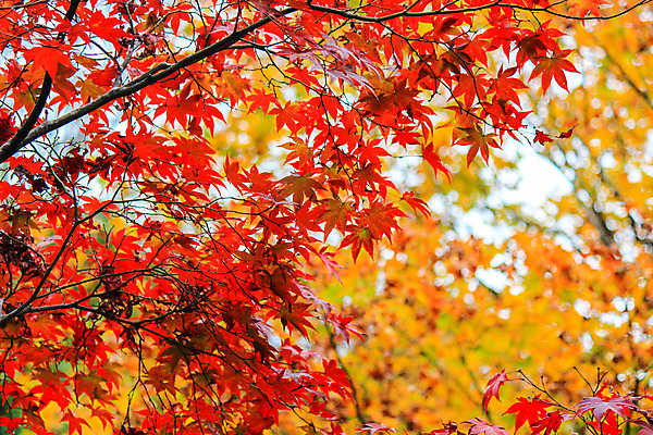 포토 JPG 해외이미지 나무 식물 계절 공원 실루엣 도로 여행 백그라운드 무지개 잎 패턴 자연 하늘 지붕 휴식 풍경 사람없음 빨간색 파란색 빛 컬러풀 햇빛 태양 정원 일본 활발 덮개 가을 나뭇가지 신선 보행로 닫기 숲 그늘 오솔길 강렬 해외202004 해외포토 자연요소 공공시설 아시아 길 컬러 컨셉 무늬 교통시설 모션 촬영기법 뚜껑 생태계 파일형식 이미지허브