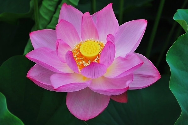 포토 JPG 해외이미지 계절 공원 꽃잎 꽃 종교 문화 선 분홍색 여행 백그라운드 컨셉 잎 불교 추상 연꽃 사람없음 초록색 여름 평화 정원 일본 침묵 고요 기쁨 벚꽃 흰색 연못 사찰 가득함 심볼 순수 명상 해외202004 해외포토 식물 공공시설 감정 아시아 컬러 무늬 종교건축 소리 파일형식 이미지허브