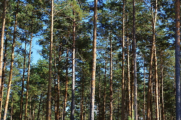 포토 JPG 해외이미지 나무 식물 디자인 계절 공원 백그라운드 잎 패턴 오렌지 자연 벽지 추상 풍경 사람없음 빨간색 햇빛 갈색 노란색 가을 나뭇가지 숲 질감 장면 10월 내추럴 해외202004 해외포토 공공시설 컬러 무늬 과일 태양 날짜 생태계 파일형식 이미지허브