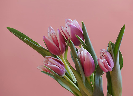 포토 JPG 해외이미지 식물 기념일 꽃잎 꽃 줄기 분홍색 꽃다발 결혼 휴가 휴식 부활절 기념 발렌타인데이 선물 사랑 이벤트 사람없음 빨간색 초록색 보라색 봄 활발 튤립 벚꽃 개화 우아함 다발 제비꽃 순수 심플 부드러움 고립 취급주의 칭찬 파스텔톤 해외202004 해외포토 계절 감정 컬러 컨셉 데이이벤트 경고 감각 파일형식 이미지허브