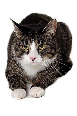 포토 JPG 해외이미지 동물 응시 얼굴 백그라운드 휴식 사람없음 반려동물 고양이 흰색 표현 달콤 싱글 노려봄 고립 해외202004 해외포토 시선 컬러 컨셉 포유류 표정 신체부위 맛 파일형식 이미지허브