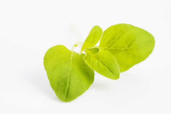 포토 JPG 해외이미지 식물 전통 계절 음식 백그라운드 잎 채소 재료 자연 건강 요리 사람없음 초록색 정원 흰색 나뭇가지 신선 양념 맛 다발 수집 허브 향신료 오브젝트 유기농 원예 매움 날것 향기 향료 향 아로마테라피 내추럴 고립 오레가노 해외202004 해외포토 나무 웰빙 컬러 컨셉 취미 생태계 냄새 테라피 향미료 파일형식 이미지허브