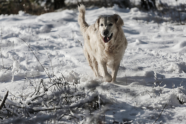 포토 JPG 해외이미지 동물 행복 크리스마스 겨울 가정 관계 실험 잔디 사람없음 야외 반려동물 우정 황금 개 강아지 숲 래브라도리트리버 송곳니 동반자 유래 눈내림 해외202004 해외포토 식물 계절 기념일 감정 포유류 눈_날씨 친구 리트리버 치아 파일형식 이미지허브