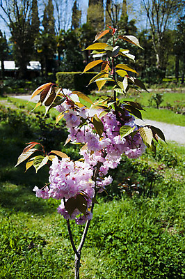 포토 JPG 해외이미지 꽃잎 꽃 벽지 사람없음 빨간색 초록색 일본 봄 성장 벚꽃 흰색 나뭇가지 개화 큼 시작 냄새 부드러움 해외202004 해외포토 나무 식물 계절 아시아 컬러 감각 크기 파일형식 이미지허브