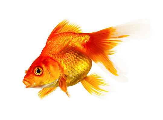 포토 JPG 해외이미지 동물 백그라운드 컨셉 오렌지 모션 자연 주택 어류 사람없음 물 반려동물 수중 수영 희망 침묵 거품 꿈 자유 흰색 액체 사발 황금 고독 작음 어항 싱글 눈금 꼬리 금붕어 탱크 지느러미 수족관 마법 잉어 고립 무료 해외202004 해외포토 자연요소 감정 컬러 과일 건물 수중동물 소리 수상스포츠 사기그릇 크기 생태계 파일형식 이미지허브