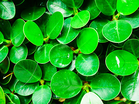 포토 JPG 해외이미지 나무 식물 템플릿 디자인 백그라운드 잎 패턴 자연 건강 사람없음 야외 목재 초록색 물 빛 환경 정원 봄 성장 나뭇가지 하트 신선 떨어짐 군중 숲 작음 유기농 질감 내추럴 대패 인공 많음 해외202004 해외포토 자연요소 모양 웰빙 계절 컬러 컨셉 무늬 재료 사람 크기 생태계 파일형식 이미지허브