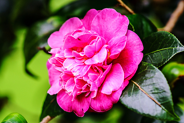 포토 JPG 해외이미지 나무 식물 꽃 분홍색 잎 자연 씨앗 사람없음 초록색 컬러풀 정원 보라색 흰색 나뭇가지 꽃가루 강렬 해외202004 해외포토 컬러 가루 생태계 파일형식 이미지허브