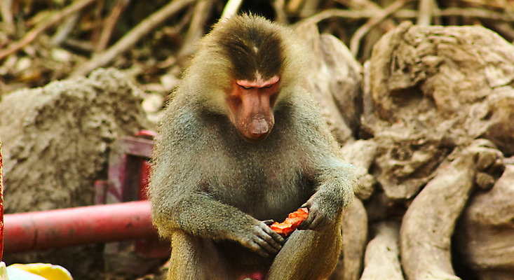 포토 JPG 해외이미지 동물 공원 야생동물 여행 백그라운드 장난 포유류 가족 아프리카 자연 휴가 생물 털 동물원 이집트 미술 풍경 사람없음 검은색 기쁨 원숭이 아기 황무지 숲 사파리 꼬리 서식지 유인원 고립 에티오피아 탄자니아 해외202004 해외포토 공공시설 감정 나라 컬러 관계 문화예술 사람 생태계 파일형식 이미지허브