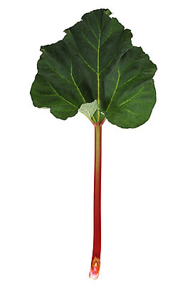 포토 JPG 해외이미지 음식 줄기 분홍색 백그라운드 잎 채소 자연 사람없음 빨간색 초록색 흰색 유기농 날것 고립 해외202004 해외포토 식물 웰빙 컬러 생태계 파일형식 이미지허브