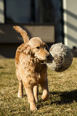 포토 JPG 해외이미지 동물 1 공원 행복 백그라운드 장난 포유류 자연 놀이 털 실험 사람없음 야외 초록색 여름 반려동물 달리기 노란색 정원 황금 닫기 개 리트리버 달콤 강아지 래브라도리트리버 송곳니 기르기 유래 해외202004 해외포토 계절 공공시설 감정 컬러 모션 맛 치아 생태계 돌봄 파일형식 이미지허브