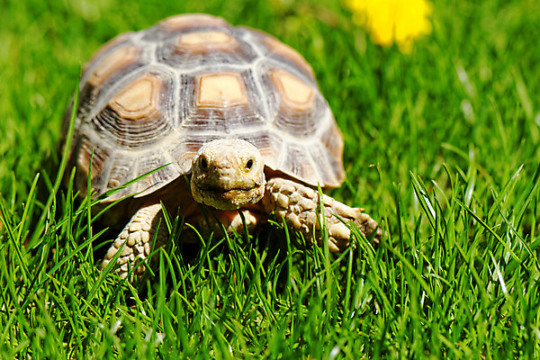 포토 JPG 해외이미지 식물 동물 응시 공원 야생동물 패턴 밭 포장 파충류 자연 사람없음 야외 초록색 여름 반려동물 갈색 머리 껍질 아기 거북이 먹기 만족 멸종 느림 갑옷 내추럴 기어가기 고립 이국적 채식주의자 초식 해외202004 해외포토 시선 계절 공공시설 감정 컬러 무늬 농업 모션 사람 신체부위 보호장비 생태계 채식 파일형식 이미지허브