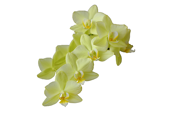 포토 JPG 해외이미지 식물 꽃잎 꽃 줄기 꽃다발 결혼 백그라운드 꽃무늬 자연 사람없음 물 노란색 스파 봄 흰색 신선 난초 우아함 오브젝트 고립 해외202004 해외포토 자연요소 계절 컬러 컨셉 무늬 이벤트 생태계 파일형식 이미지허브