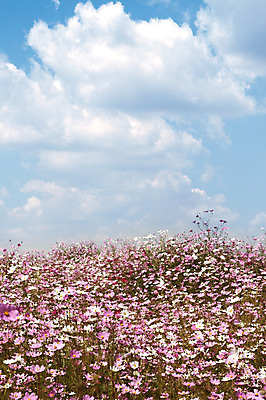 포토 JPG 해외이미지 식물 구름 공원 꽃잎 꽃 분홍색 꽃무늬 밭 자연 하늘 풍경 사람없음 장식 초록색 여름 파란색 컬러풀 환경 맑음 봄 벚꽃 흰색 축하 신선 개화 행운 묘사 코스모스 원예 데이지 꽃가루 멸종 내추럴 강렬 남아프리카 전국 특별함 많음 해외202004 해외포토 자연요소 계절 공공시설 컬러 컨셉 무늬 농업 아프리카 날씨 취미 가루 생태계 파일형식 이미지허브