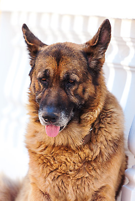 포토 JPG 해외이미지 동물 응시 백그라운드 포유류 털 피곤 동양인 성인 사람없음 야외 반려동물 갈색 검은색 슬픔 흰색 양치기 개 큼 모피 옛날 해외202004 해외포토 직업 시선 감정 컬러 컨셉 사람 인종 크기 파일형식 이미지허브