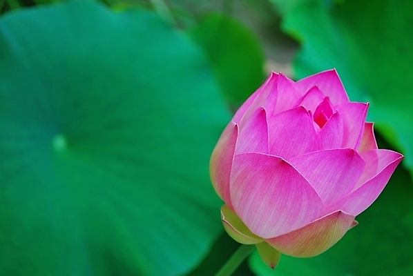 포토 JPG 해외이미지 계절 공원 꽃잎 꽃 종교 문화 선 분홍색 여행 백그라운드 컨셉 잎 불교 추상 연꽃 사람없음 초록색 여름 평화 정원 일본 침묵 고요 기쁨 벚꽃 흰색 연못 사찰 가득함 심볼 순수 명상 해외202004 해외포토 식물 공공시설 감정 아시아 컬러 무늬 종교건축 소리 파일형식 이미지허브