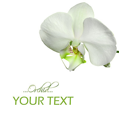 포토 JPG 해외이미지 식물 디자인 꽃잎 꽃 선 백그라운드 꽃무늬 패턴 자연 휴가 발렌타인데이 건강 선물 사랑 미술 사람없음 장식 초록색 파란색 빛 스파 봄 벚꽃 흰색 나뭇가지 신선 난초 모서리 심볼 순수 보케 호접란 고립 블러 이국적 파스텔톤 해외202004 해외포토 나무 계절 감정 컬러 컨셉 무늬 데이이벤트 문화예술 생태계 파일형식 이미지허브