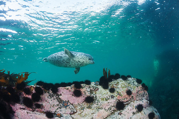 포토 JPG 해외이미지 동물 야생동물 바다 여행 포유류 자연 털 사람없음 야외 물 수중 수영 회색 추위 흰색 큼 물개 북극 다이빙 지느러미 태평양 북쪽 대서양 해외202004 해외포토 자연요소 컬러 바다동물 수상스포츠 크기 극지방 방향 생태계 수중스포츠 파일형식 이미지허브