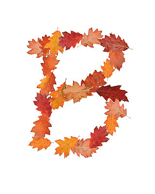 포토 JPG 해외이미지 나무 식물 알파벳 계절 교육 백그라운드 단풍 잎 패턴 오렌지 텍스트 학교 자연 사람없음 노란색 가을 황금 편지 B 심볼 사인 10월 해외202004 해외포토 영어 컬러 무늬 과일 날짜 생태계 파일형식 이미지허브