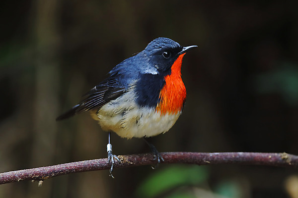 포토 JPG 해외이미지 나무 동물 여자 남자 아시아 얼굴 야생동물 백그라운드 날개 자연 조류 사람없음 야외 목재 가로 초록색 컬러풀 머리 환경 나뭇가지 막대기 닫기 숲 깃털 꼬리 부리 서식지 생태학 이국적 해외202004 해외포토 식물 교육 나라 컬러 재료 모션 사람 신체부위 생태계 파일형식 이미지허브