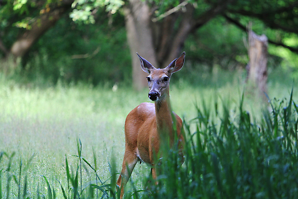포토 JPG 해외이미지 동물 야생동물 포유류 자연 털 사람없음 야외 갈색 머리 흰색 숲 방목 꼬리 귀 내추럴 동물상 아기사슴 암사슴 해외202004 해외포토 새끼 컬러 사슴 신체부위 조형물 축산업 암컷 생태계 파일형식 이미지허브