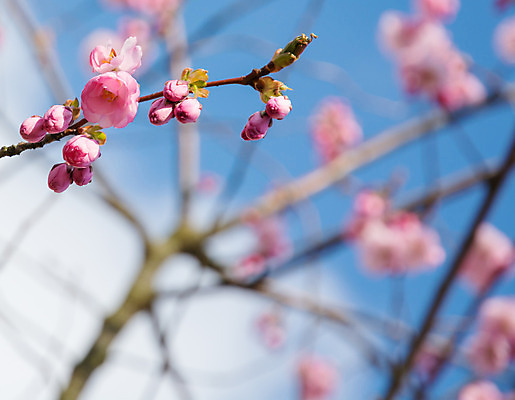 포토 JPG 해외이미지 꽃 분홍색 자연 하늘 사람없음 파란색 봄 나뭇가지 축하 체리 내추럴 해외202004 해외포토 나무 식물 계절 컬러 컨셉 과일 생태계 파일형식 이미지허브