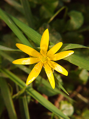 포토 JPG 해외이미지 식물 꽃잎 꽃 잎 꽃무늬 밭 자연 사람없음 초록색 여름 컬러풀 노란색 정원 봄 들꽃 벚꽃 닫기 약초 허브 속도 원예 꽃가루 내추럴 삼림지대 영원 해외202004 해외포토 계절 컬러 무늬 농업 모션 취미 풀_식물 숲 가루 생태계 파일형식 이미지허브