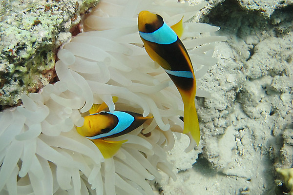 포토 JPG 해외이미지 동물 어린이 바다 여행 백그라운드 가족 자연 휴가 이집트 어류 사람없음 물 파란색 컬러풀 사진촬영 장비 스노클링 산호 먹기 돌고래 지느러미 상어 암초 깊이 이국적 해외202004 해외포토 자연요소 컬러 포유류 관계 모션 아프리카 사람 촬영 수중동물 수상스포츠 자포동물 생태계 파일형식 이미지허브