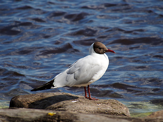 포토 JPG 해외이미지 주간 한마리 해외풍경 바다 갈매기 사람없음 야외 미국 바위 캘리포니아 해외202004 해외포토 자연요소 1 해외 북아메리카 조류 풍경 돌_바위 파일형식 이미지허브