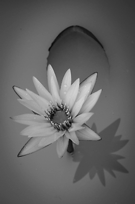 포토 JPG 해외이미지 식물 꽃잎 꽃 분홍색 잎 꽃무늬 자연 사람없음 초록색 컬러풀 봄 벚꽃 내추럴 해외202004 해외포토 계절 컬러 무늬 생태계 파일형식 이미지허브