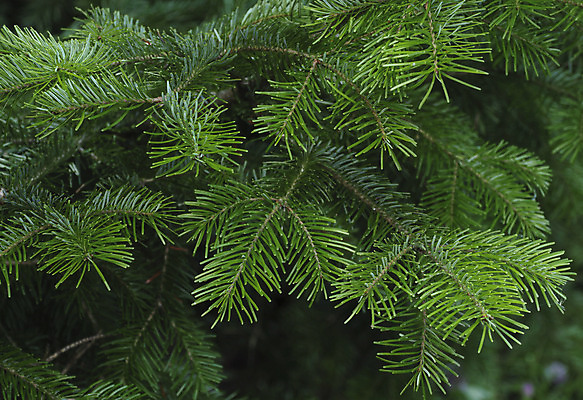 포토 JPG 해외이미지 나무 식물 공원 백그라운드 크리스마스 자연 새로움 사람없음 목재 장식 초록색 환경 나뭇가지 소나무 숲 연도 묘사 침엽수 전나무 가문비나무 해외202004 해외포토 공공시설 기념일 컬러 컨셉 재료 생태계 파일형식 이미지허브