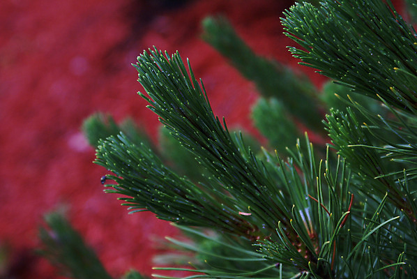 포토 JPG 해외이미지 나무 식물 전통 계절 공원 잎 크리스마스 자연 휴가 사람없음 야외 초록색 정원 축제 나뭇가지 신선 소나무 닫기 묘사 질감 상록수 침엽수 내추럴 가문비나무 그리너리 해외202004 해외포토 공공시설 기념일 컬러 모션 생태계 파일형식 트랜드컬러 이미지허브