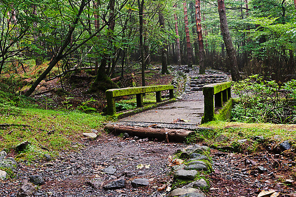 포토 JPG 해외이미지 나무 공원 아시아 길 선 여행 자연 산 이끼 동양인 사람없음 초록색 일본 하이킹 젖음 안개 숲 동쪽 내추럴 방법 전국 해외202004 해외포토 식물 공공시설 나라 컬러 레저 날씨 인종 방향 생태계 파일형식 이미지허브