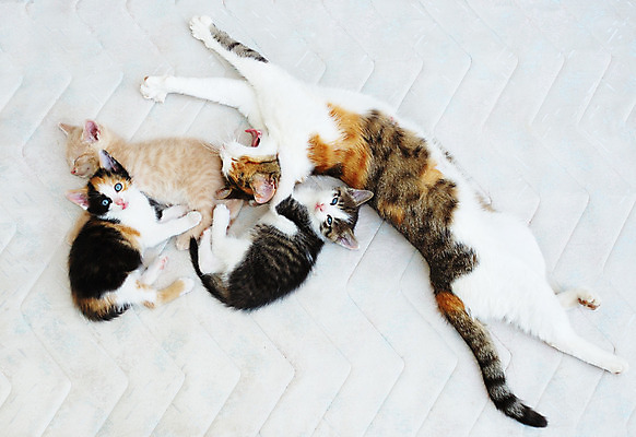 포토 JPG 해외이미지 동물 포유류 가족 자연 엄마 휴식 털 함께함 사람없음 반려동물 갈색 노란색 머리카락 고양이 스트레칭 꿈 흰색 침대 잠 작음 모피 만족 호기심 낮잠 부드러움 하품 솜털 거짓말 해외202004 해외포토 감정 컬러 가구 컨셉 관계 운동 머리 감각 크기 생태계 생리현상 파일형식 이미지허브