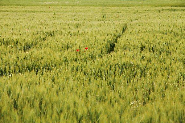 포토 JPG 해외이미지 식물 구름 계절 음식 백그라운드 밭 농업 자연 하늘 풍경 사람없음 초록색 여름 파란색 농작물 햇빛 농장 일몰 봄 흰색 시골 유기농 장면 줄서기 해외202004 해외포토 자연요소 웰빙 산업 컬러 모션 태양 노을 생태계 파일형식 이미지허브