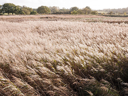 포토 JPG 해외이미지 식물 전통 유럽 여행 백그라운드 패턴 농업 자연 표면 날씨 추상 갈대 미술 풍경 사람없음 야외 장식 여름 빛 갈색 노란색 봄 수확 시골 습지 저녁 불기 밀 묘사 유기농 질감 수로 운하 섬유 망사 밀짚 내추럴 옛날 스타일 해외202004 해외포토 웰빙 계절 나라 산업 컬러 무늬 모션 문화예술 곡류 직물 짚 야간 생태계 파일형식 이미지허브