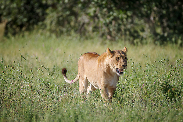 포토 JPG 해외이미지 동물 야생동물 여행 포유류 아프리카 자연 생물 털 동물원 사람없음 환경 고양이 힘 분노 황무지 위험 사자 큼 왕 모피 사파리 리더 육식동물 사냥꾼 멸종 사자자리 표범 내추럴 사바나 웅장함 해외202004 해외포토 직업 감정 나라 컨셉 반려동물 별자리 크기 생태계 파일형식 이미지허브