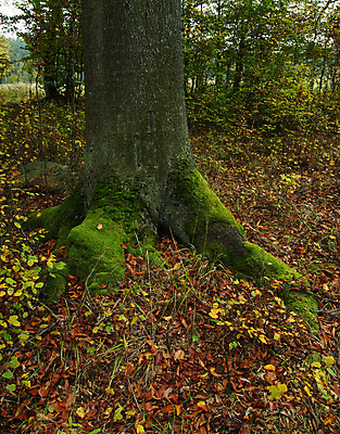포토 JPG 해외이미지 나무 식물 공원 백그라운드 잎 자연 날씨 휴식 건조 이끼 경사 사람없음 목재 초록색 여름 갈색 카펫 가을 나뭇가지 떨어짐 숲 서식 장면 옛날 해외202004 해외포토 계절 공공시설 컬러 컨셉 재료 생태계 파일형식 이미지허브