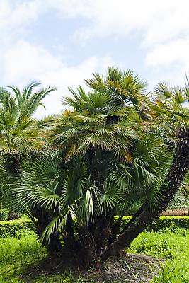 포토 JPG 해외이미지 나무 식물 외관 공원 꽃 바다 여행 건축양식 자연 하늘 휴가 휴식 열대 주택 손바닥 풍경 잔디 사람없음 야외 목재 초록색 여름 파란색 태양 정원 맑음 검은색 봄 흰색 소나무 날짜 재산 고급 지중해 휴양지 캘리포니아 지역 진짜 해외202004 해외포토 자연요소 손 계절 공공시설 건축 컬러 컨셉 재료 날씨 건물 금융 미국 장소 생태계 파일형식 이미지허브